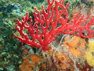 血赤珊瑚